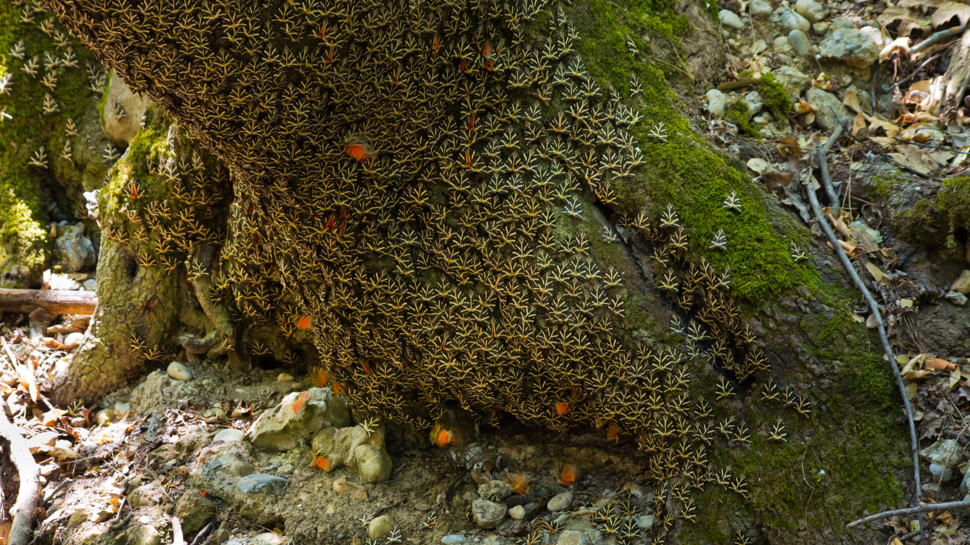 Schmetterlingstal, Rhodos | Griechenland.de
