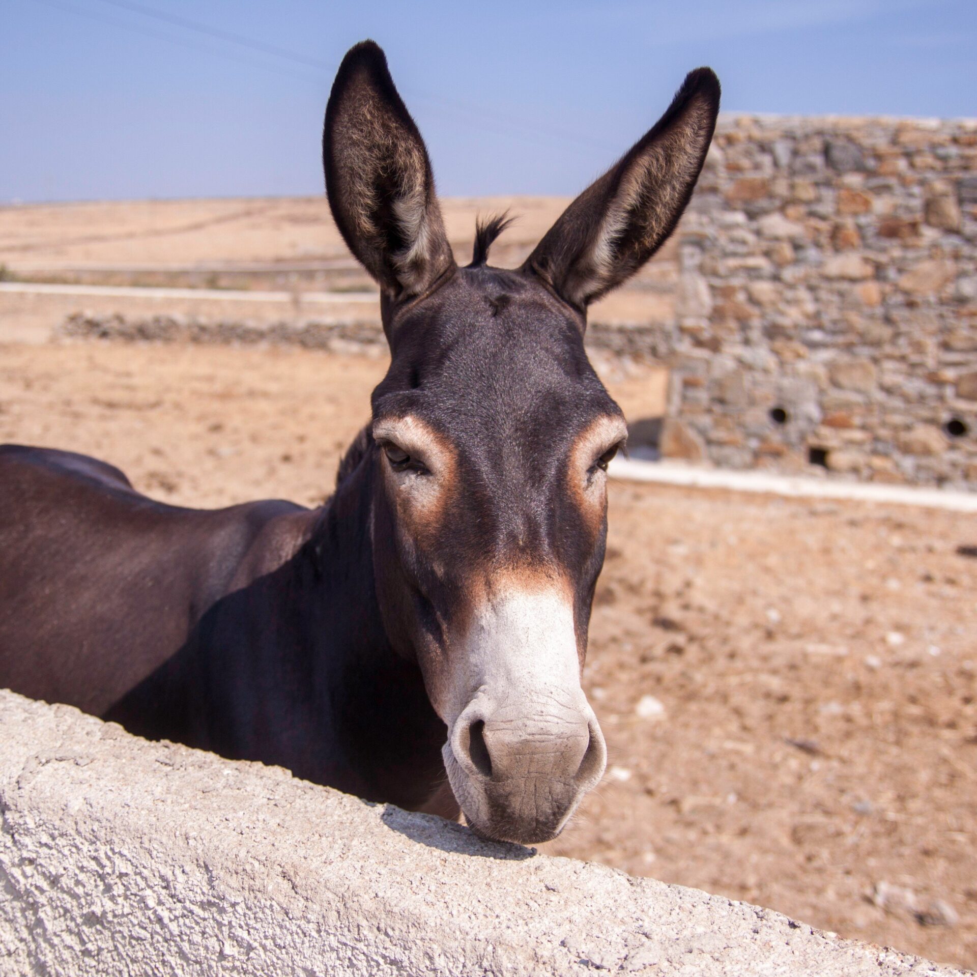 Esel auf Mykonos, Kykladen | griechenland.de