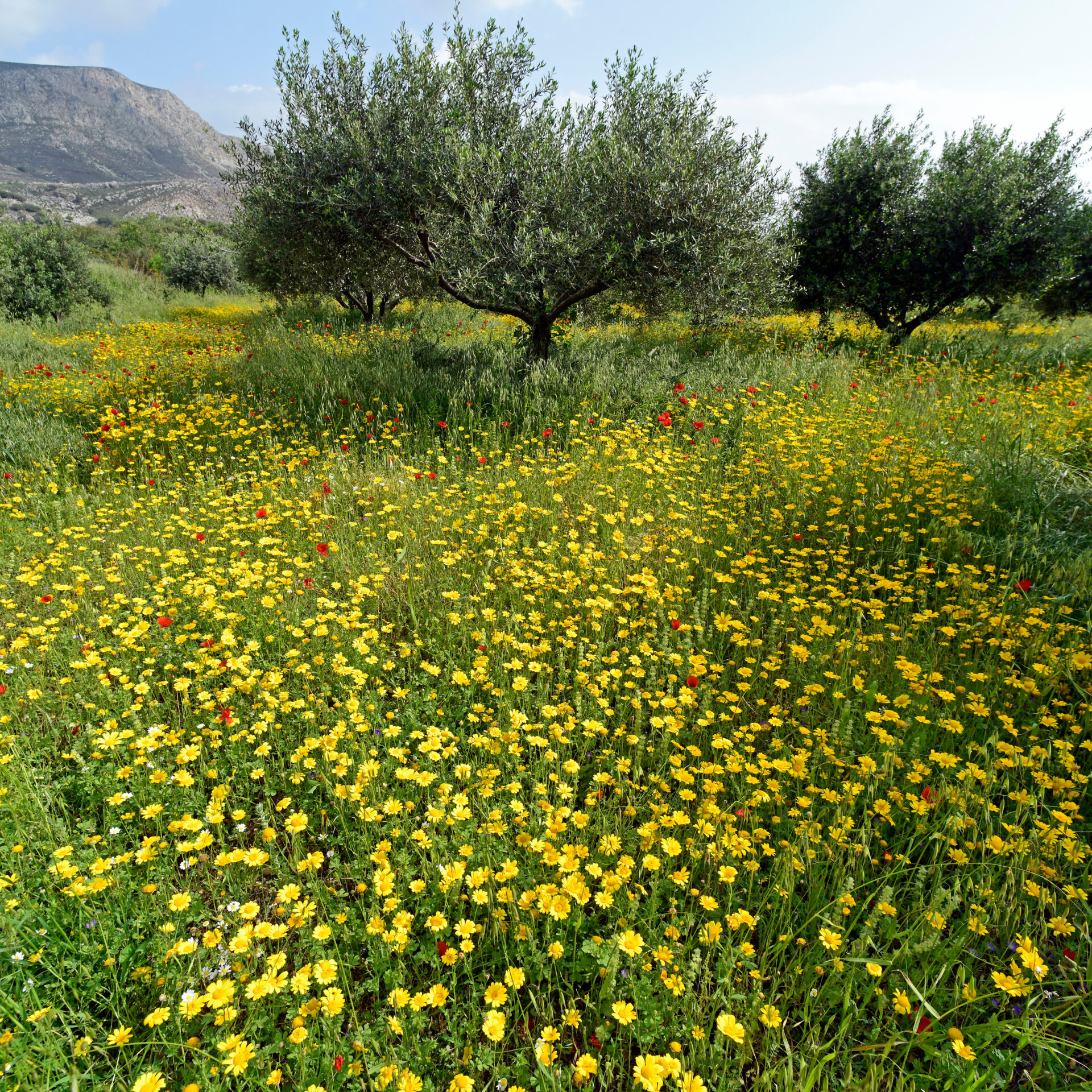 Blumenwiese, Tilos | Griechenland.de