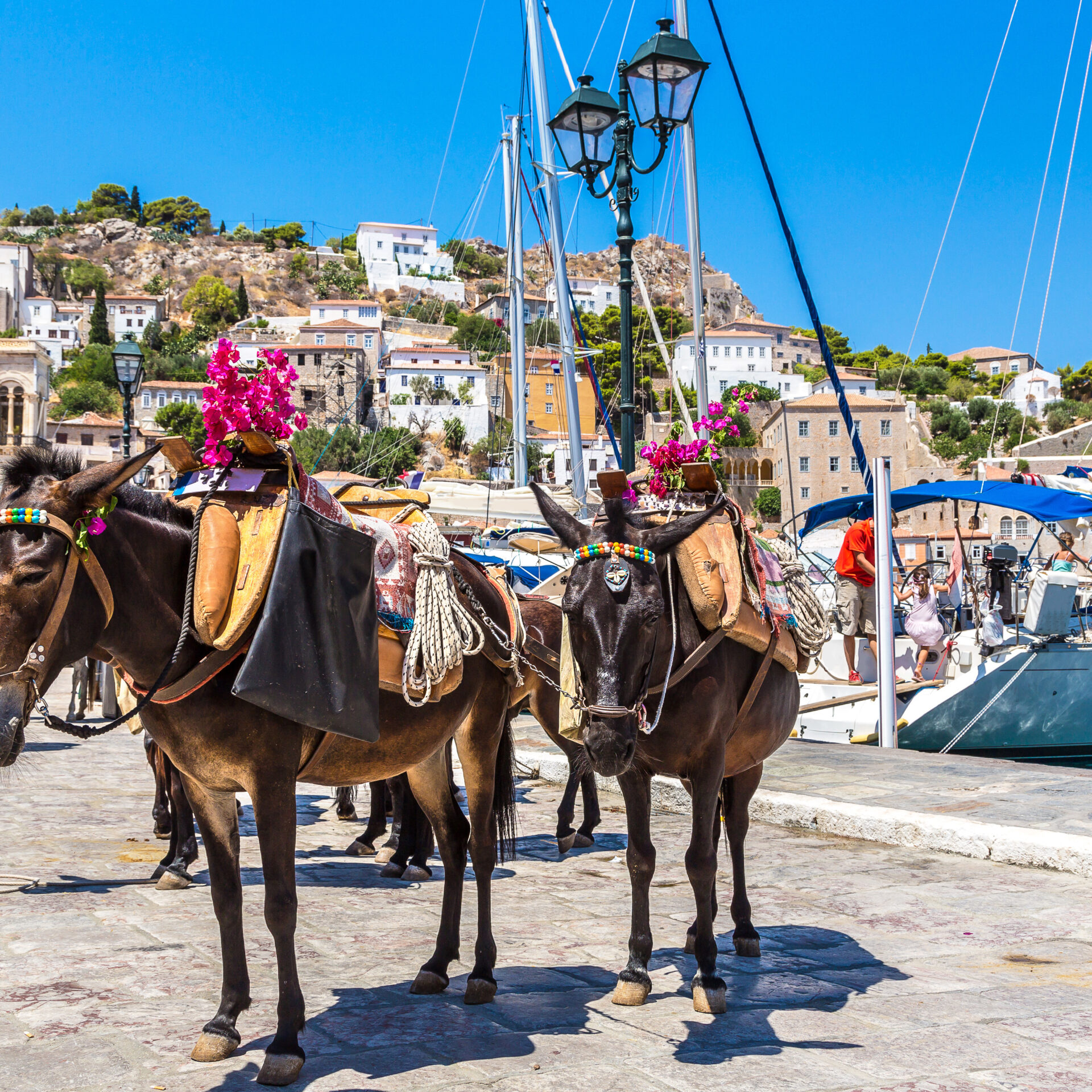 Esel, Hydra | Griechenland.de