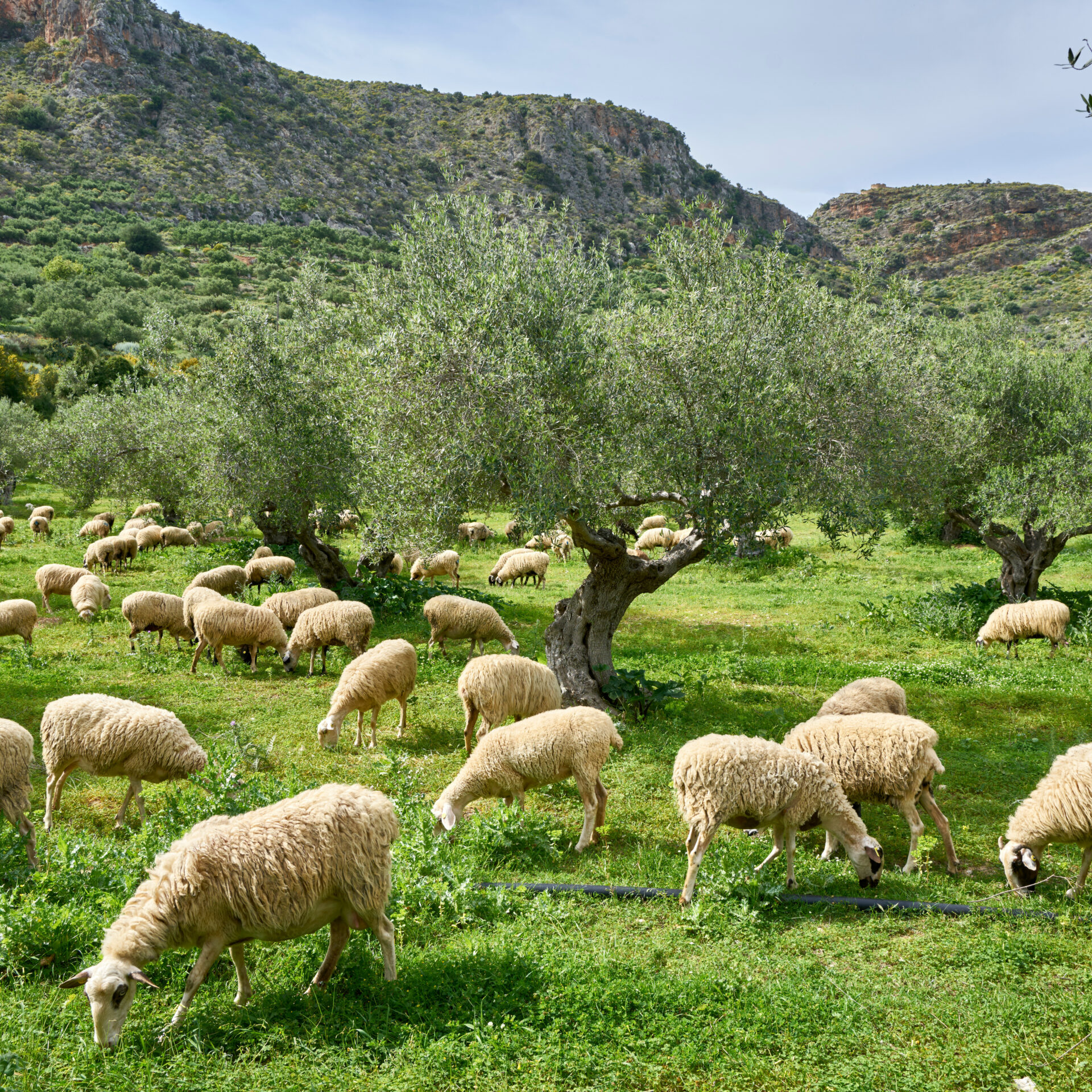 Schafherde bei Stylos, Kreta | Griechenland.de