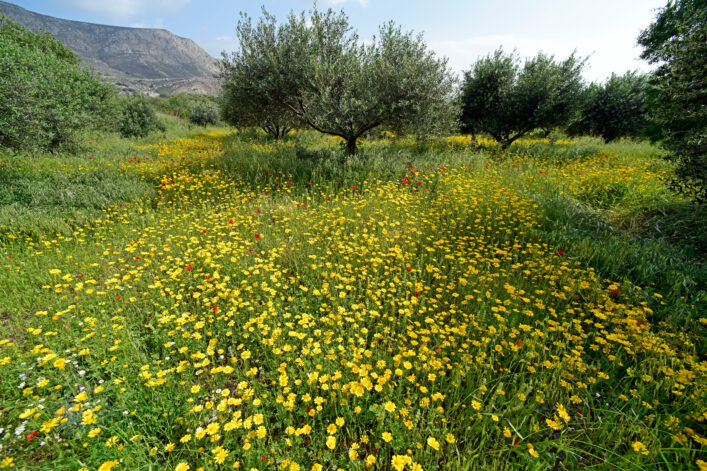 Blumenwiese, Tilos | Griechenland.de Blumenwiese, Tilos | Griechenland.de
